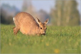 <p>SRNEC OBECNÝ (Capreolus capreolus) Šluknovsko - Jiříkov   (European roe deer /  Reh   /European roe deer - Reh/</p>